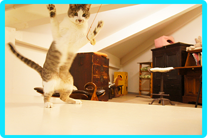 ヌーノクラブの猫ちゃん専用ペットホテルは、若い猫ちゃんはおもちゃで遊んだり、若い猫ちゃん同士で遊んだりできるので、退屈しません！