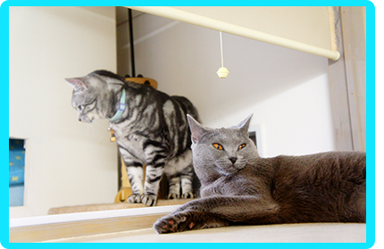ヌーノクラブの猫ちゃん専用ペットホテルでは、馴れた猫ちゃん同士で高い場所でリラックスできます！