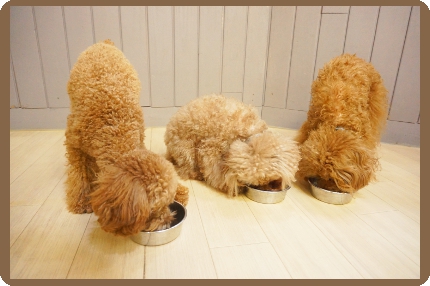 東京都内で人気の犬専用ペットホテル、ヌーノクラブ。ワンちゃんのゴハンは、１日２回、ご家庭であげているエサをお持ちください。