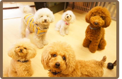 ヌーノクラブの犬・ワンちゃんペットホテルは、ワンちゃんたちが自由に歩き回って、犬同士の友達を作れる環境です。