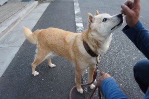 北海道犬