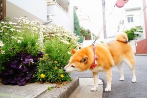 柴犬のお預かり