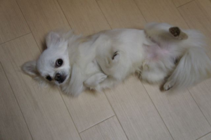 チワワのきみまろはん