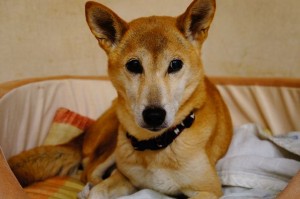 犬のマロン