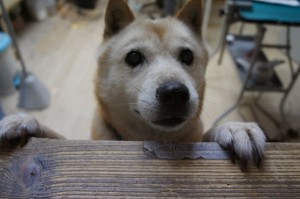 北海道犬のハナ子ちゃん