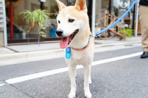 柴犬の栗太郎君