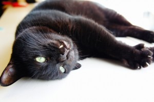 黒猫タンゴちゃん