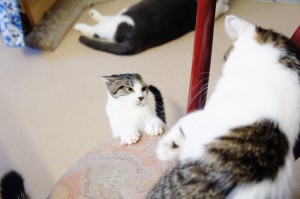２匹で遊ぶ猫