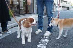 犬のフレンちゃんとサーシャちゃん