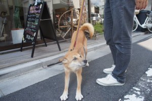 犬のアイスちゃん