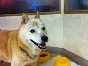 北海道犬のハナちゃん