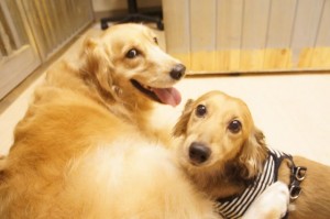 犬のチーズ君とイサク君