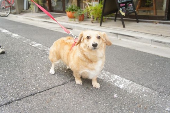 犬のメギーちゃん