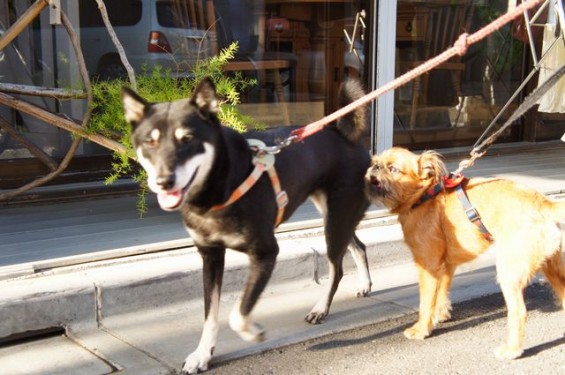 グリフォンのりゅうちゃんと柴犬のトコちゃん