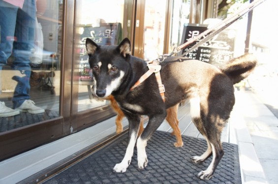 柴犬のトコちゃん