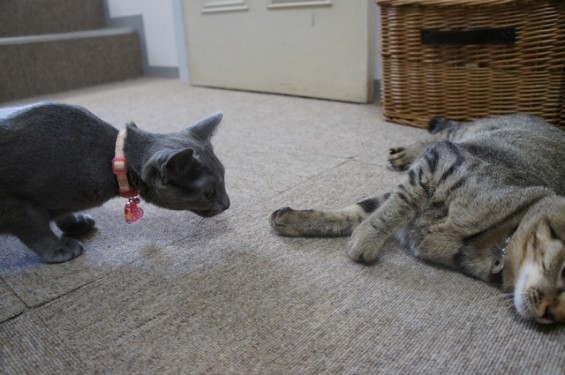 猫のチャコ＆ぴゃー