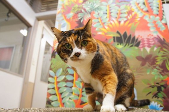 猫のハナちゃん２