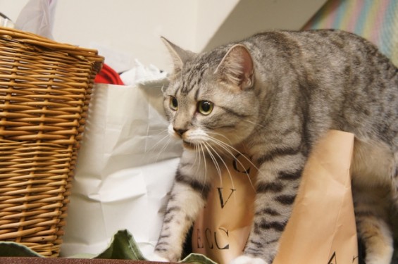 猫のビー太君（２）
