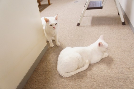 白猫メオちゃん＆グラちゃん
