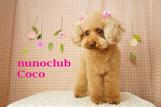 nunoclub.com トリミングサロンヌーノクラブ