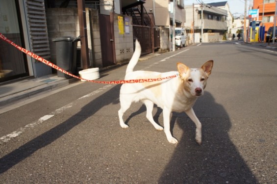 nunoclub.com ペットホテル東京ヌーノクラブ