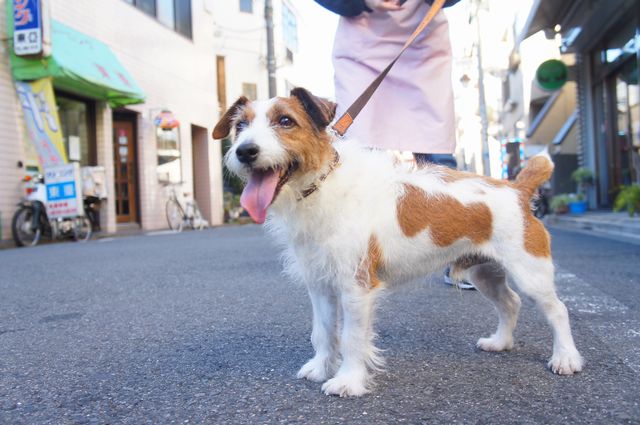 nunoclub.com ペットホテル東京ヌーノクラブ