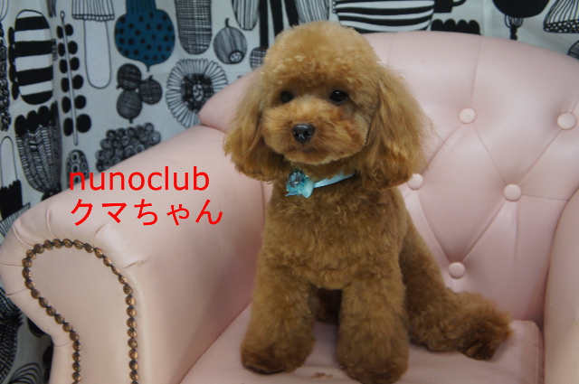 シャンプー カット トイプードルのクマちゃん ペットホテル ペットサロン トリミングサロン 東京 ヌーノクラブのブログ