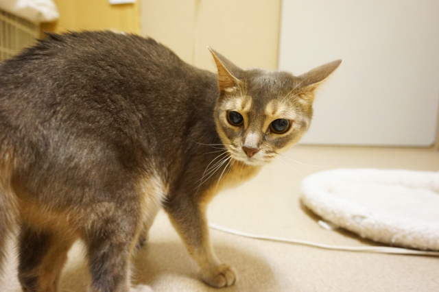 猫ちゃんルームの様子 8月17日までの猫ちゃん達 ペットホテル ペットサロン トリミングサロン 東京 ヌーノクラブのブログ