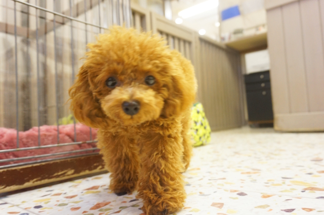 ワンちゃんルームの様子 ココちゃん ミミちゃん アンコちゃん ペットホテル ペットサロン トリミングサロン 東京 ヌーノクラブのブログ