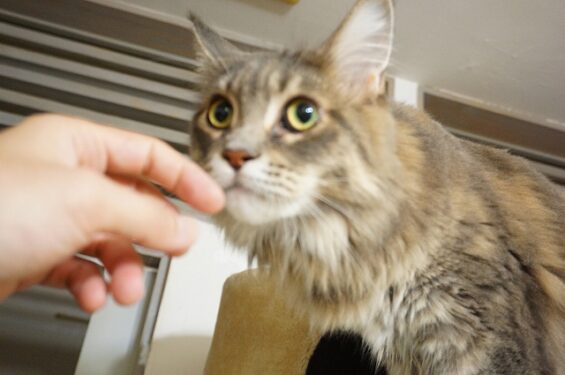 キャットホテルヌーノクラブ