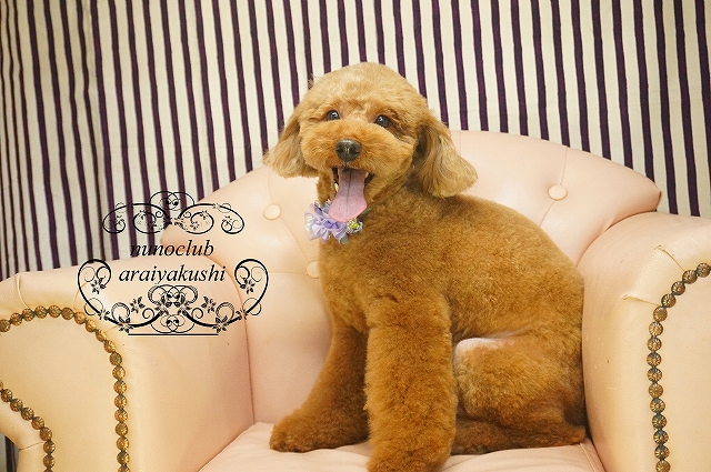 シャンプーカット トイプードルのレオちゃん ミニチュアダックスのメモリー テンちゃん ｍｉｘ ミニチュアダックス ヨーキー のレアちゃん ペットホテル ペットサロン トリミングサロン 東京 ヌーノクラブのブログ