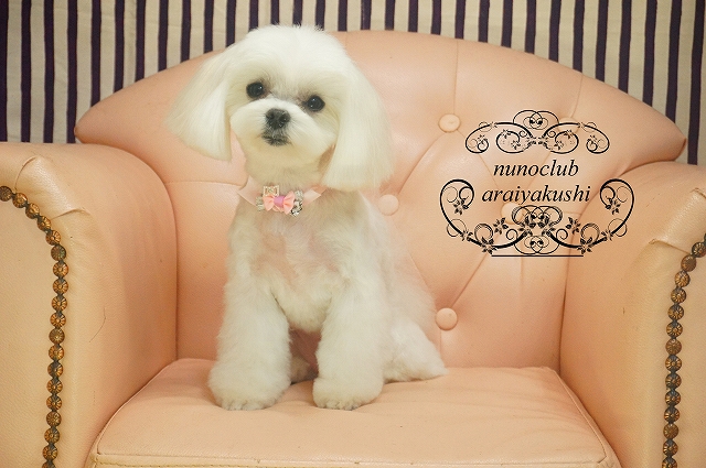 シャンプーカット トイプードルのピッコロちゃん チワワのココアちゃん マルチーズのメンチちゃん ポメラニアンのポッポちゃん ペットホテル ペットサロン トリミングサロン 東京 ヌーノクラブのブログ