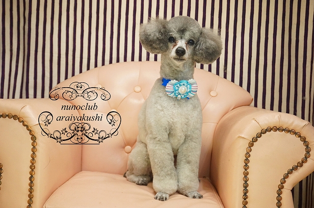 シャンプーカット トイプードルのココちゃん ぎんちゃん ミニチュアダックスのテンちゃん ペットホテル ペットサロン トリミングサロン 東京 ヌーノクラブのブログ