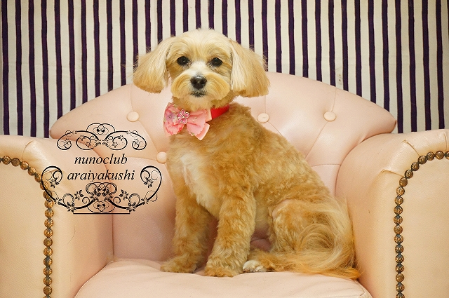 シャンプーカット マルプーのヒメちゃん mix ポメラニアン ミニチュアダックス のそうまちゃん ペットホテル ペットサロン トリミングサロン 東京 ヌーノクラブのブログ シャンプーカット マルプーのヒメちゃん mix ポメラニアン ミニチュアダックス のそうまちゃん ペットホテル ペットサロン トリミングサロン 東京 ヌーノクラブのブログ
