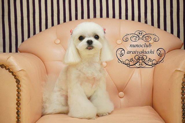 シャンプーカット キャバリアのグミちゃん マルチーズのメンチちゃん ヨーキー ダックスのレアちゃん ペットホテル ペットサロン トリミングサロン 東京 ヌーノクラブのブログ