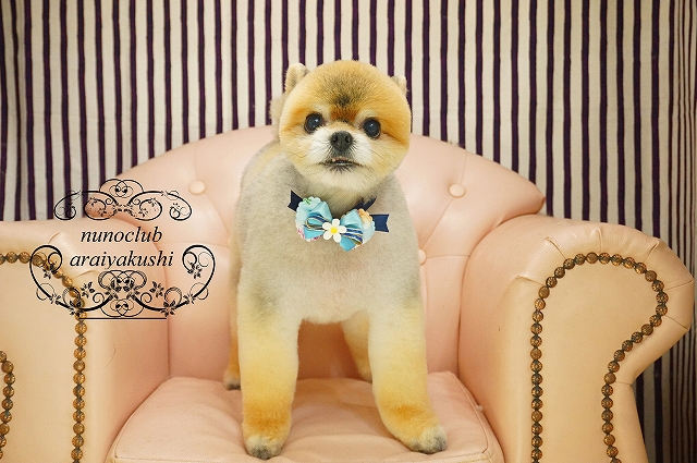 シャンプーカット ポメラニアンあずきのちゃん 柴犬のクマちゃん ペットホテル ペットサロン トリミングサロン 東京 ヌーノクラブのブログ シャンプーカット ポメラニアンあずきのちゃん 柴犬のクマちゃん ペットホテル ペットサロン トリミングサロン 東京 ヌーノクラブのブログ