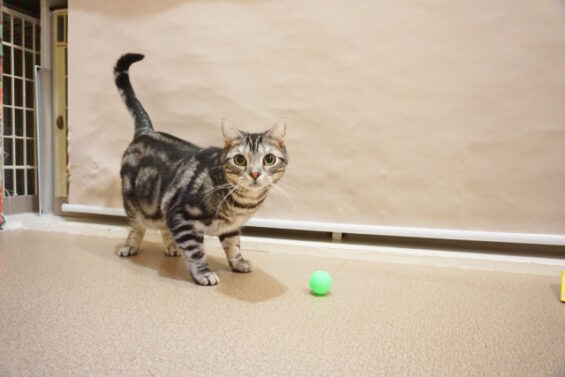 ペットホテル　猫専用ホテル　ヌーノクラブ　アメリカンショートヘアのじろーちゃん