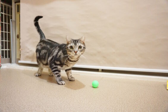 ペットホテル　猫専用ホテル　ヌーノクラブ　アメリカンショートヘアのじろーちゃん