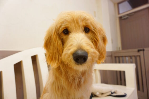 ペットホテル　犬のホテル　都内　東京　ヌーノクラブ　ゴールデン・ドゥードゥルのチャップちゃん