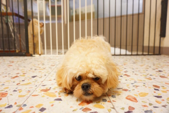 ペットホテル　犬のホテル　都内　東京　ヌーノクラブ　ペキプーのもさたちゃん