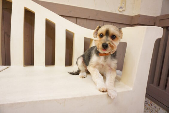 ペットホテル　犬のホテル　都内　東京　ヌーノクラブ　ヨーキーのコルルちゃん