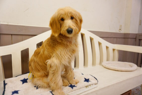 ペットホテル　犬のホテル　都内　東京　ヌーノクラブ　ゴールデン・ドゥードゥルのチャップちゃん