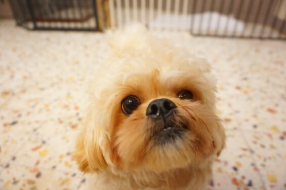 ペットホテル　犬のホテル　都内　東京　ヌーノクラブ　ペキプーのもさたちゃん