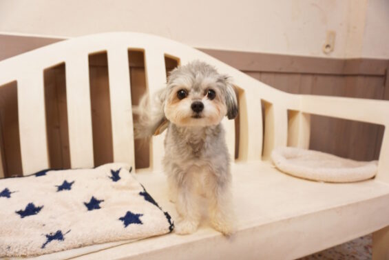 ペットホテル　犬のホテル　都内　東京　ヌーノクラブ　チワプーのたんたんちゃん