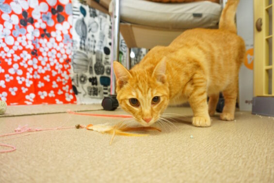 ペットホテル　猫専用ホテル　ヌーノクラブ　茶トラ猫のテンちゃん