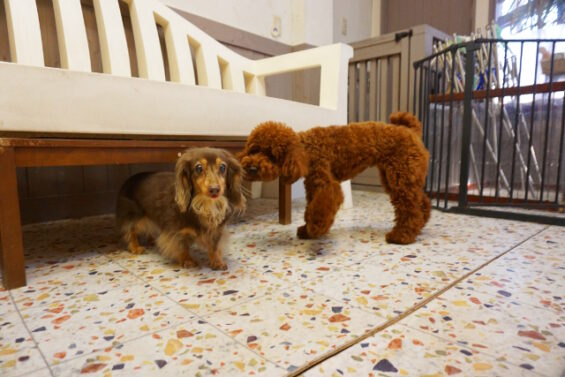 ペットホテル　犬のホテル　都内　東京　ヌーノクラブ　トイプードルのぺこちゃんとダックスのチェリーちゃん