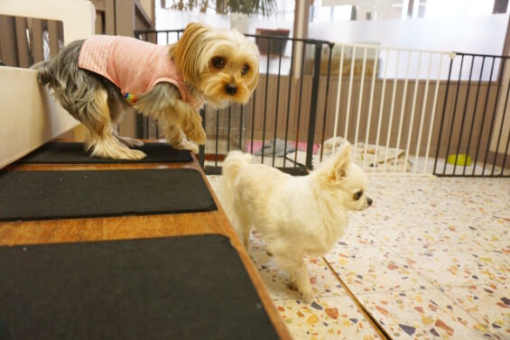 ペットホテル　犬のホテル　都内　東京　ヌーノクラブ　ヨーキーのくるみちゃん