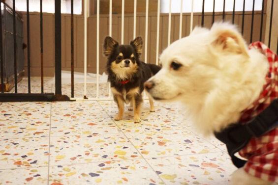 ペットホテル　犬のホテル　都内　東京　ヌーノクラブ　チワワのアリスちゃん