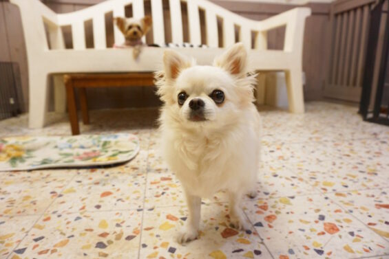 ペットホテル　犬のホテル　都内　東京　ヌーノクラブ　チワワのペロちゃん