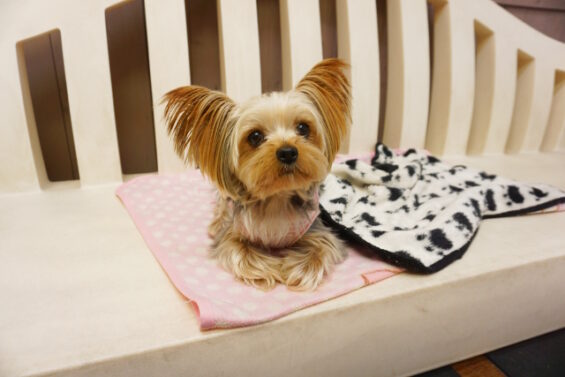 ペットホテル　犬のホテル　都内　東京　ヌーノクラブ　ヨーキーのくるみちゃん